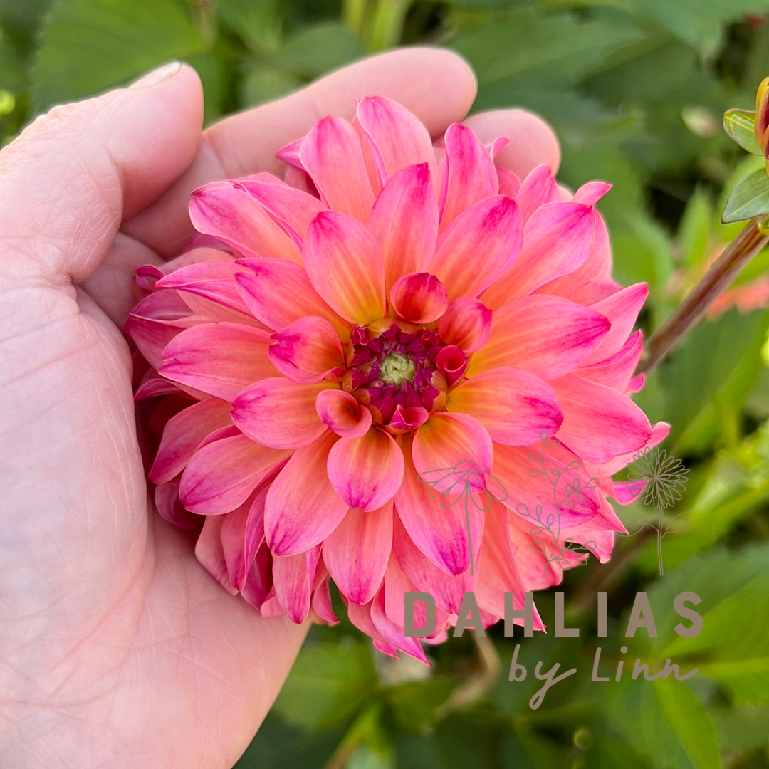 Dahlia Belfloor