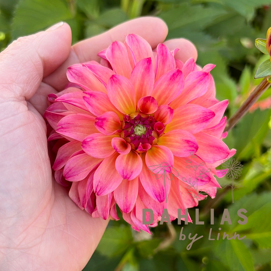 Dahlia Belfloor