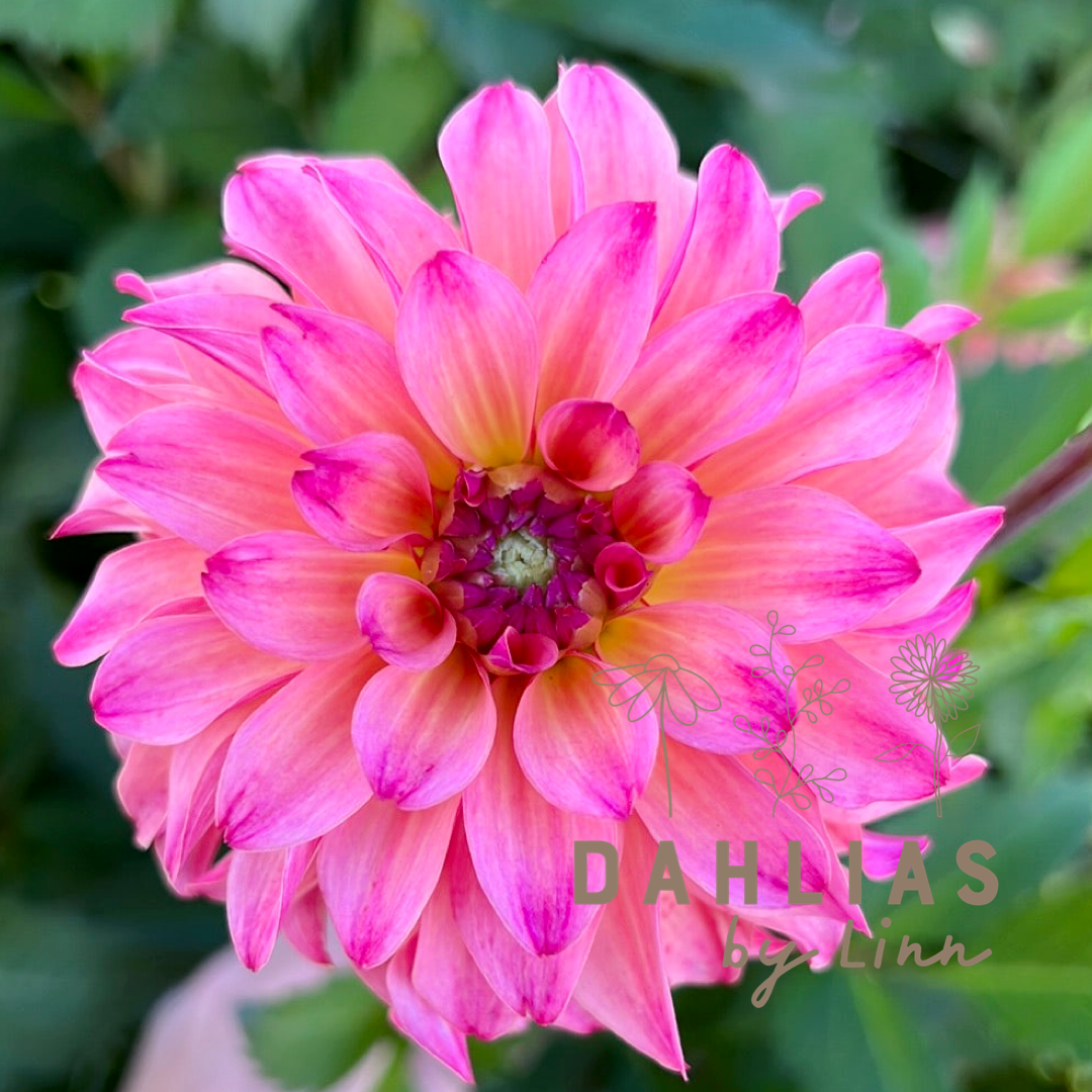 Dahlia Belfloor