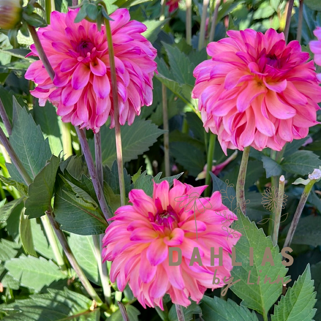 Dahlia Belfloor