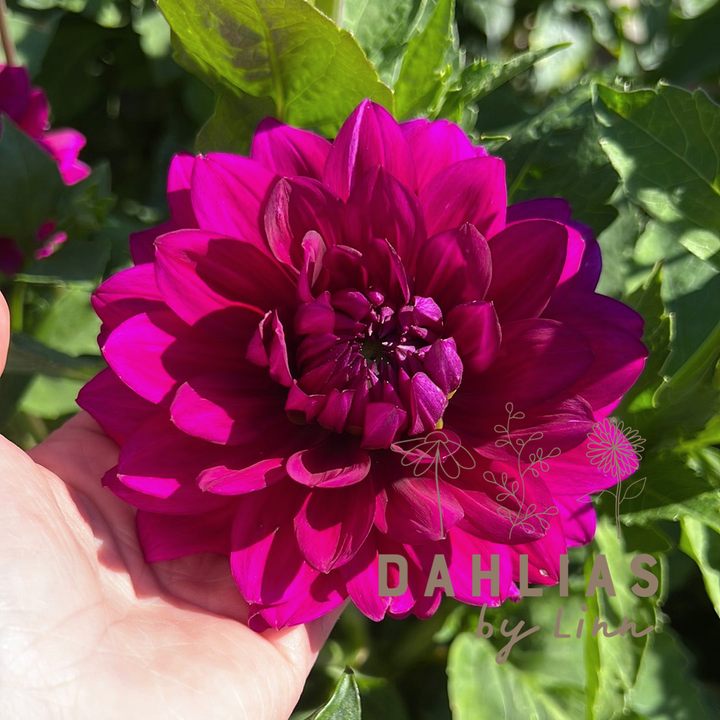 Dahlia Berner Oberland