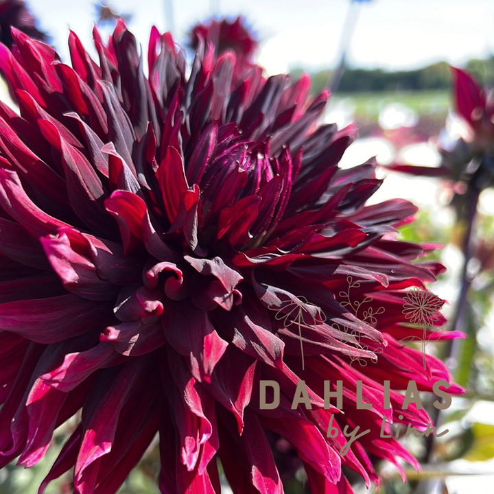 Dahlia Black Jack