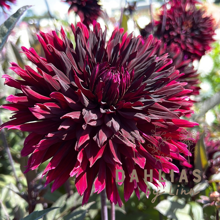 Dahlia Black Jack