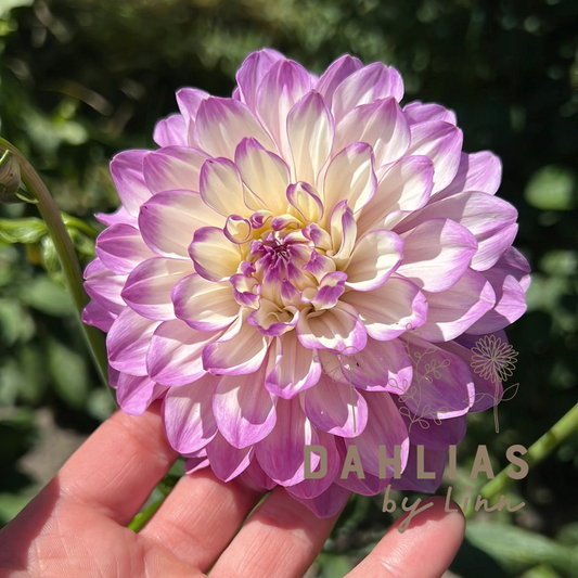 Dahlia Blue Wish