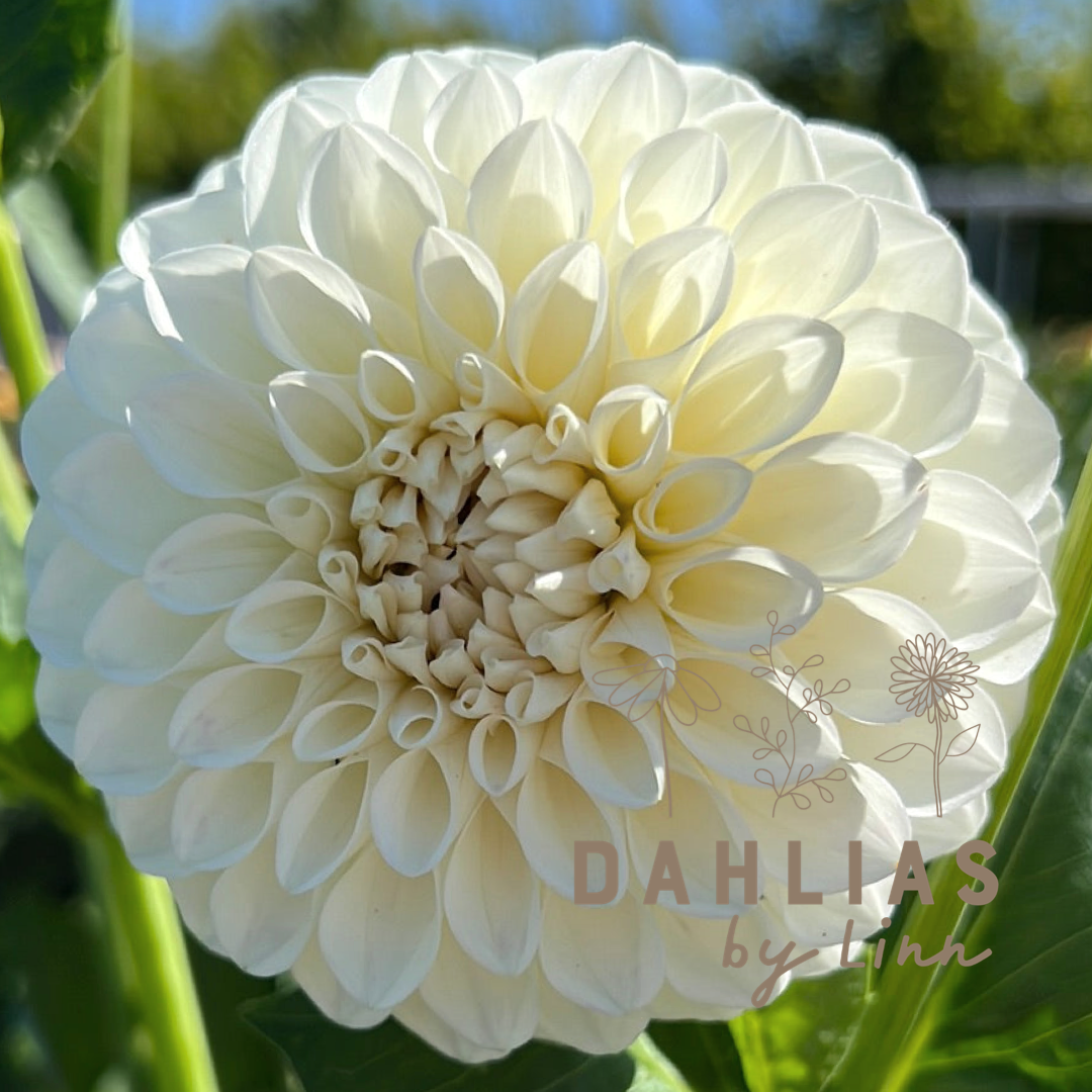 Dahlia Boom Boom White