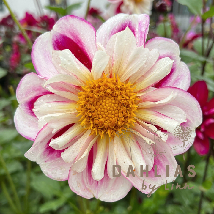 Dahlia Bumble Rumble