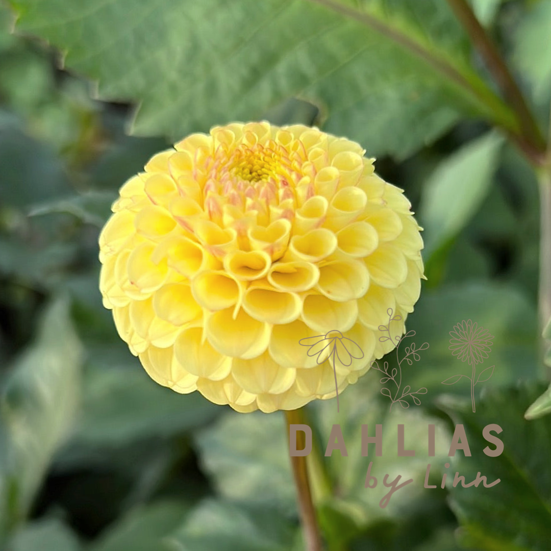 Dahlia Buttercup