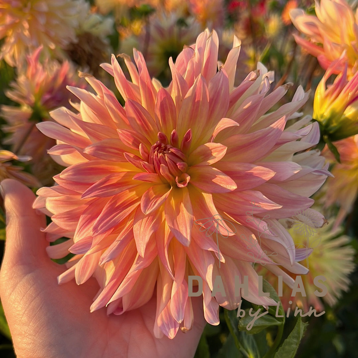 Dahlia Cabana Banana