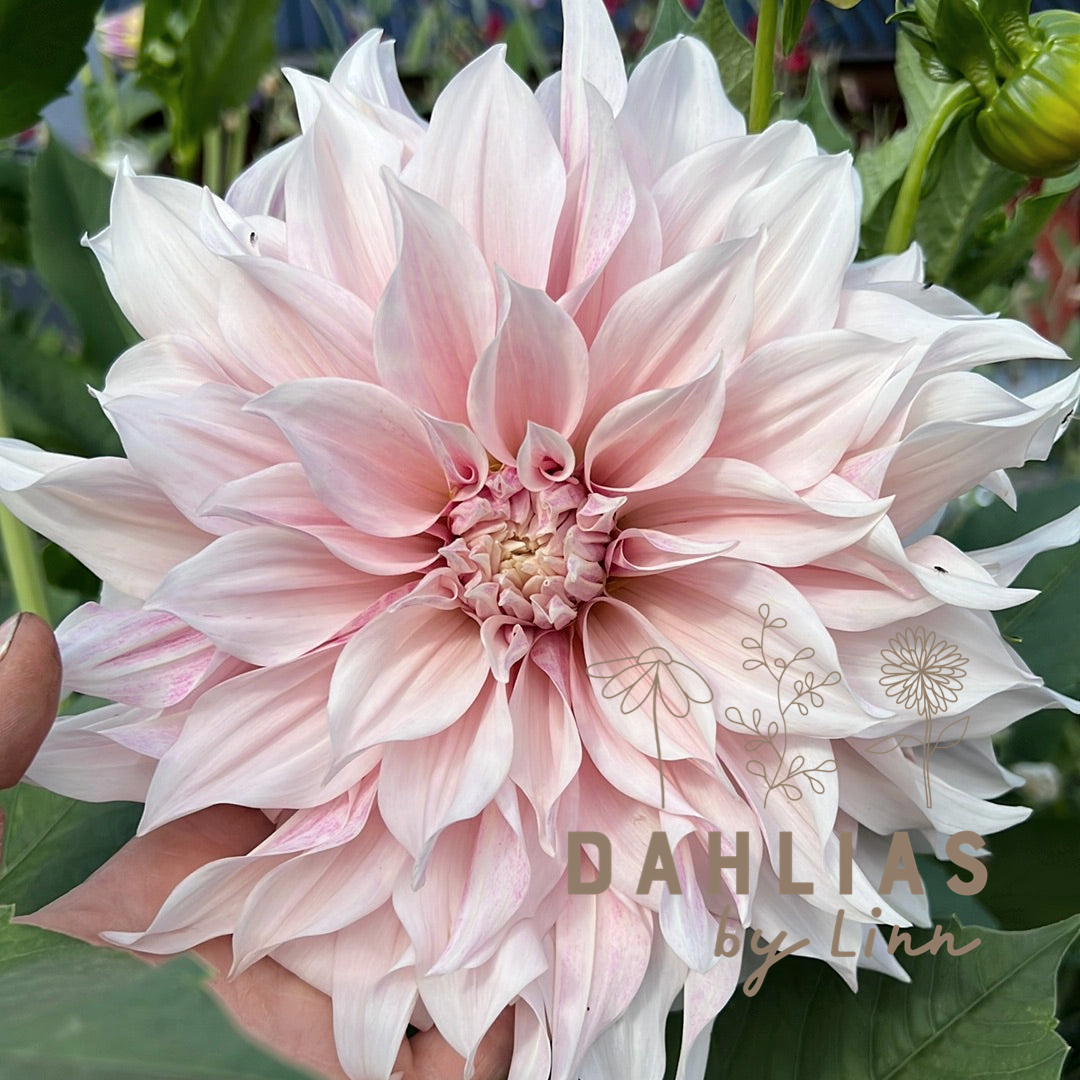 Dahlia Café au lait