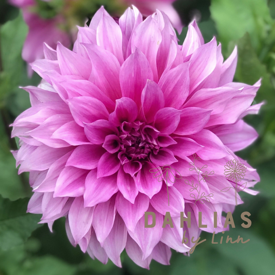Dahlia Café au lait Rosé