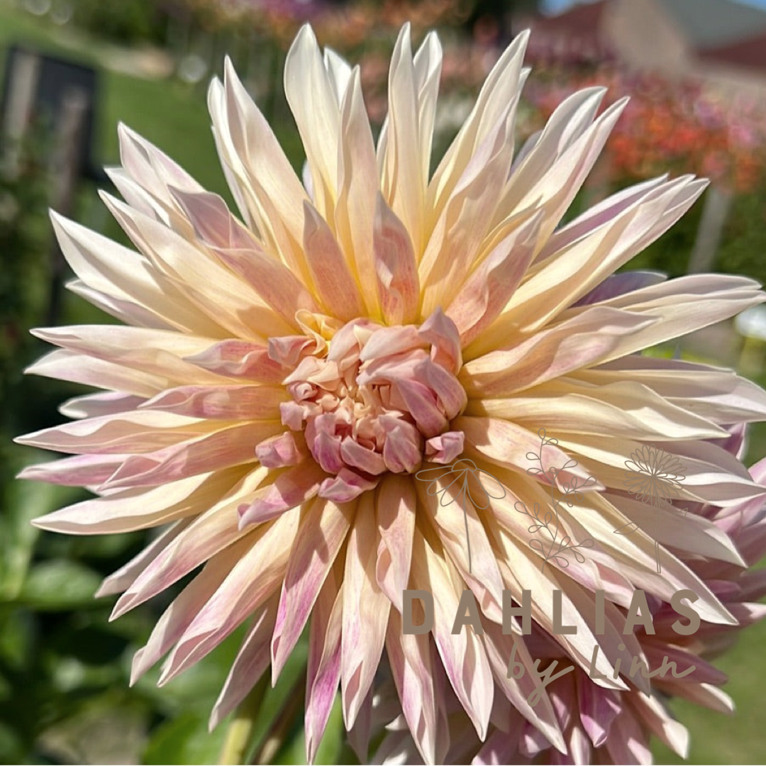 Dahlia Café de Paris
