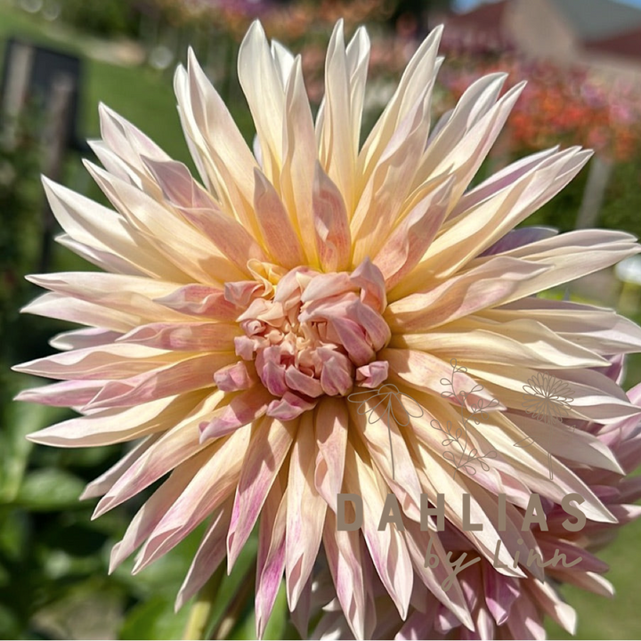 Dahlia Café de Paris