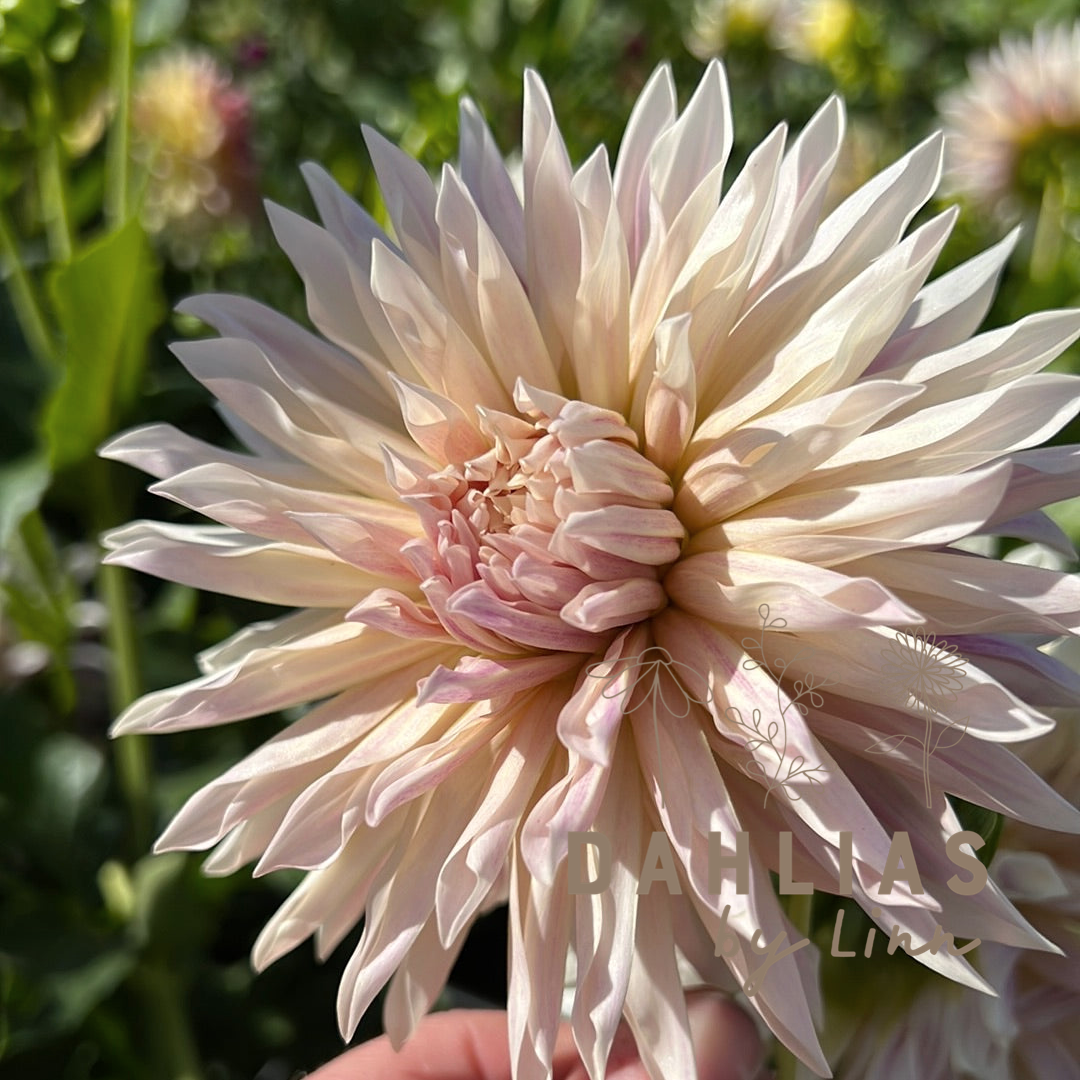 Dahlia Café de Paris