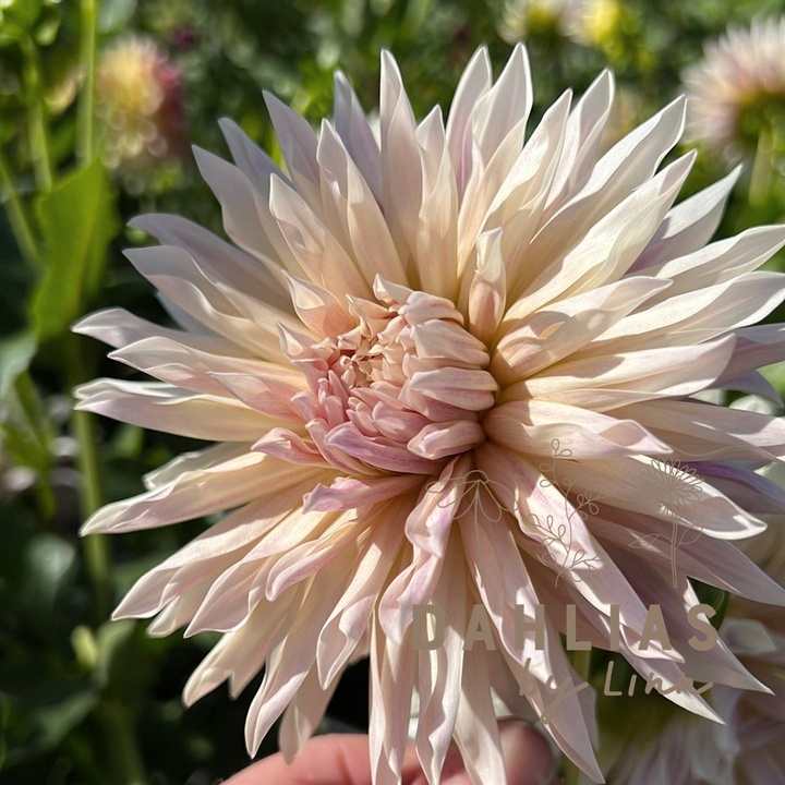 Dahlia Café de Paris