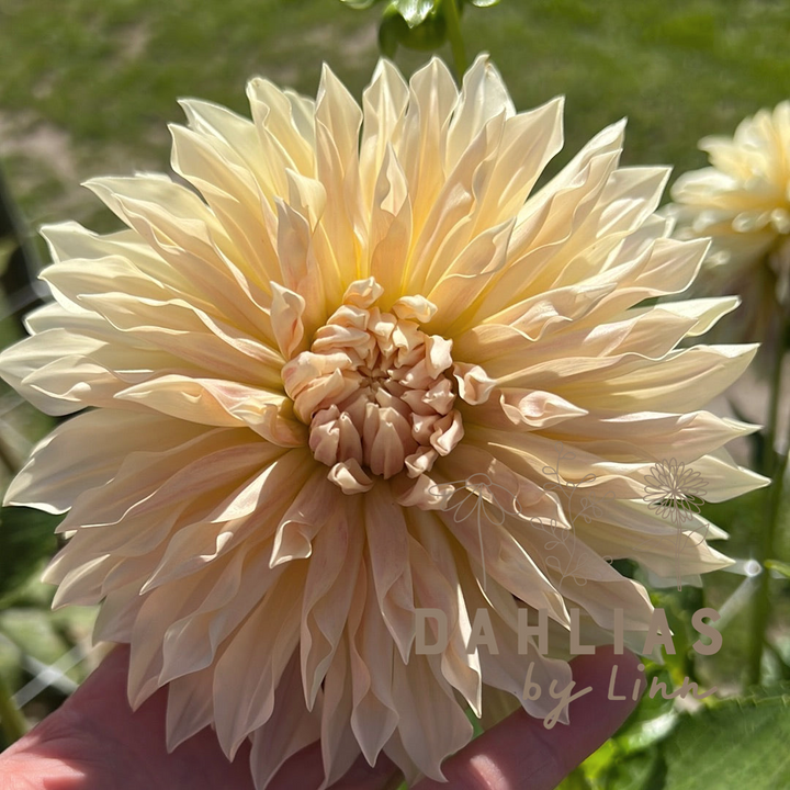 Dahlia Café de Paris