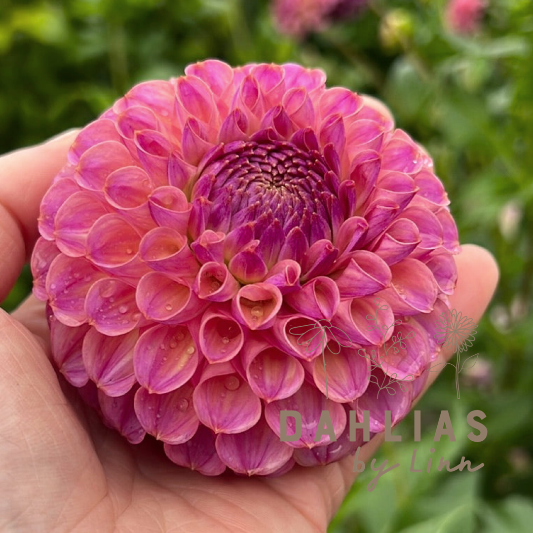 Dahlia Caitlin´s Joy