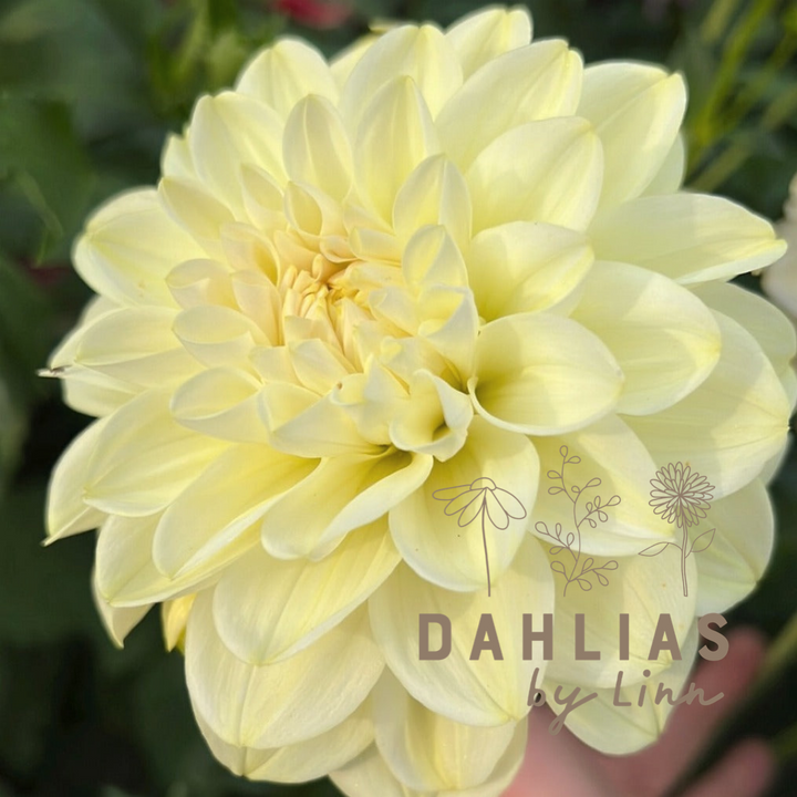 Dahlia Caramel Antique