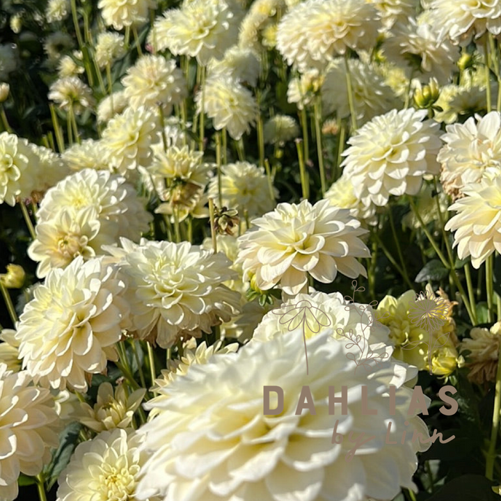 Dahlia Caramel Antique