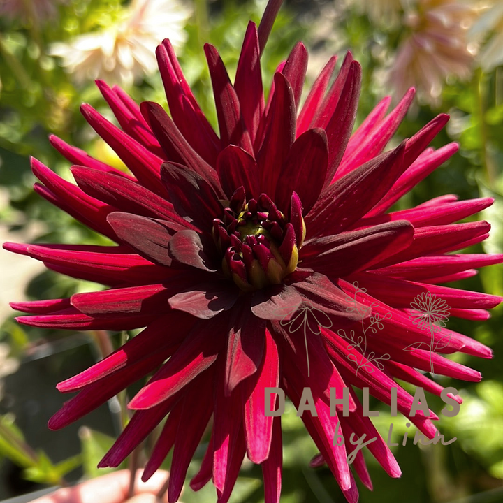 Dahlia Chat Noir