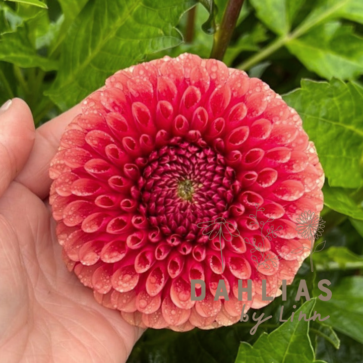 Dahlia Copper Boy
