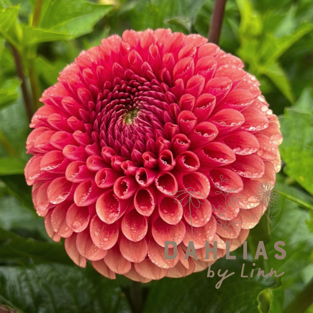 Dahlia Copper Boy