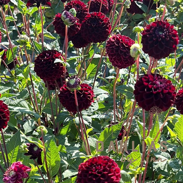 Dahlia Dark Spirit