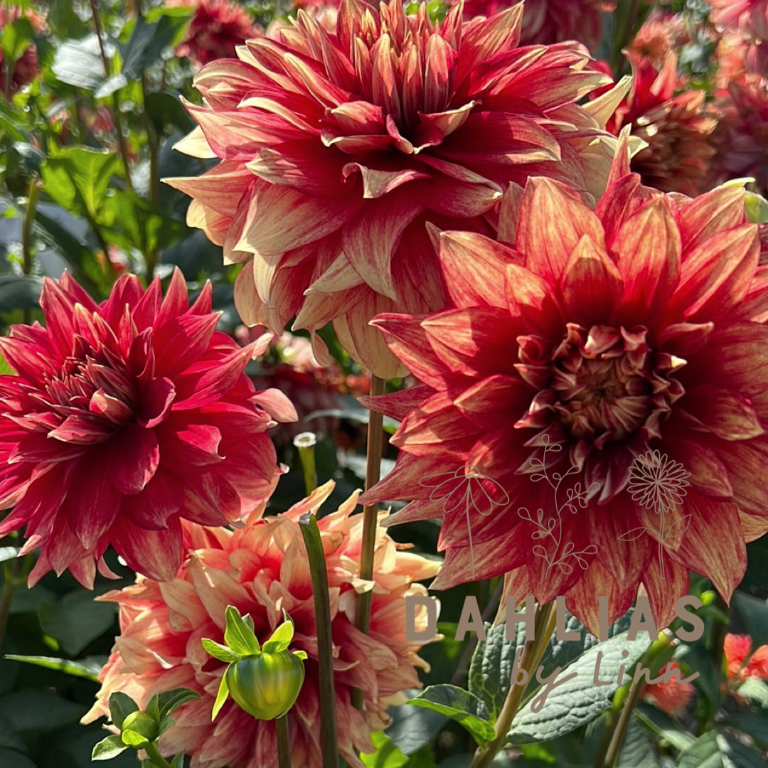 Dahlia Dazzling Magic Utgår!