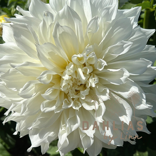 Dahlia Fleurel