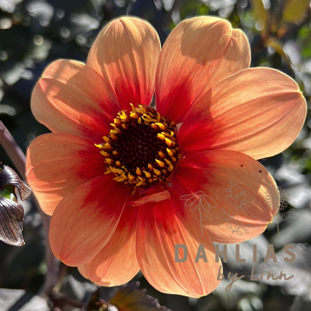 Dahlia HS Date ®