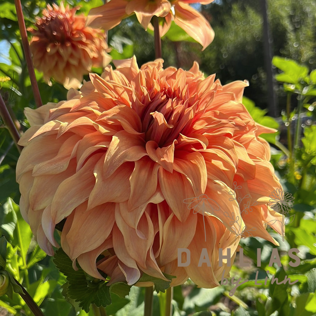 Dahlia Hercules