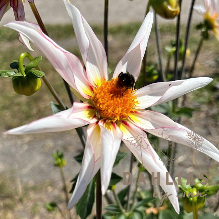 Dahlia Honka Fragile