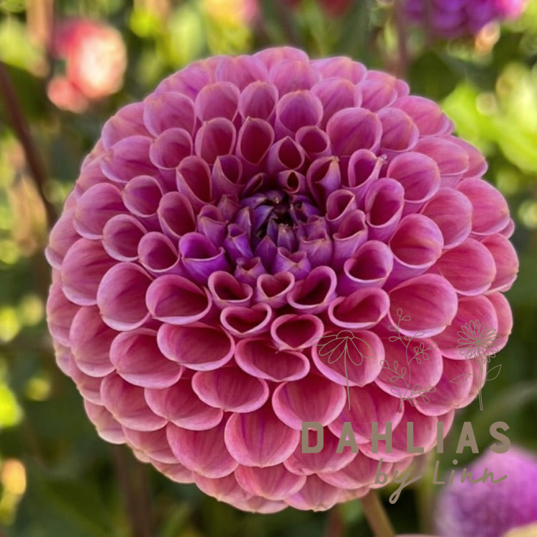 Dahlia Isabel