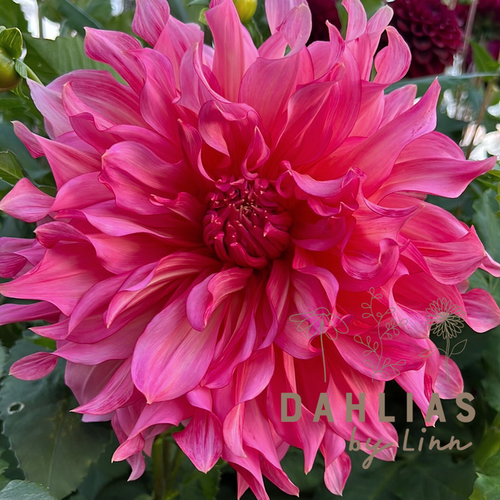 Dahlia Islander