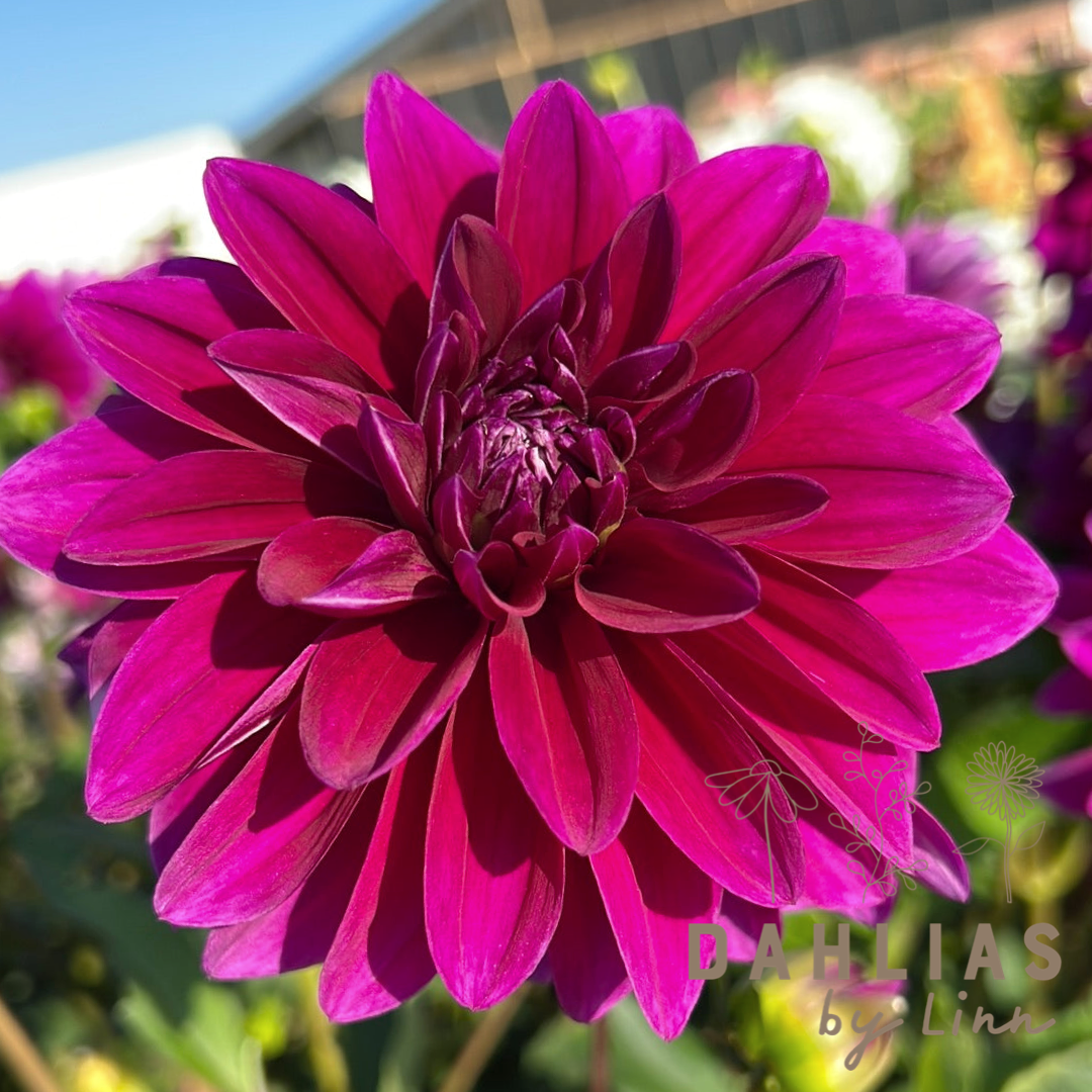 Dahlia Le Baron
