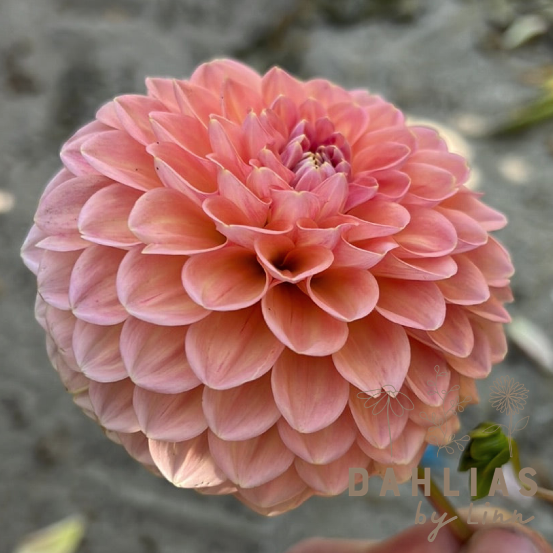Dahlia Linda´s Baby Utgår!