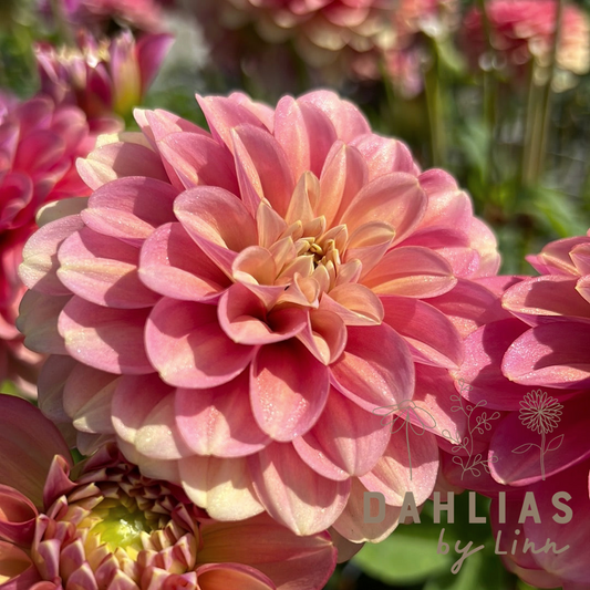 Dahlia Milena Fleur