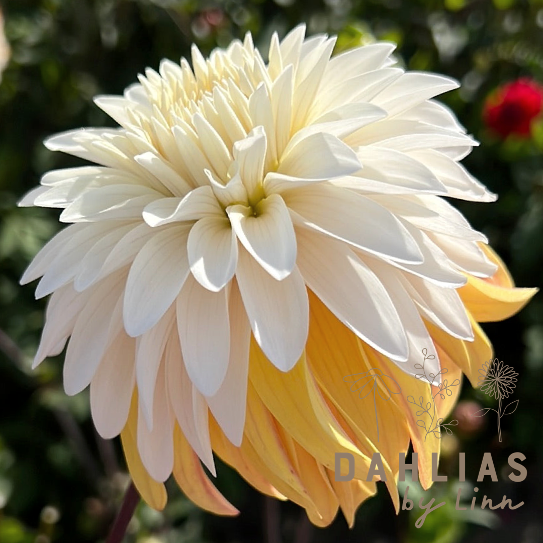 Dahlia Mr. Bojangles