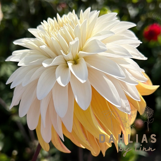Dahlia Mr. Bojangles