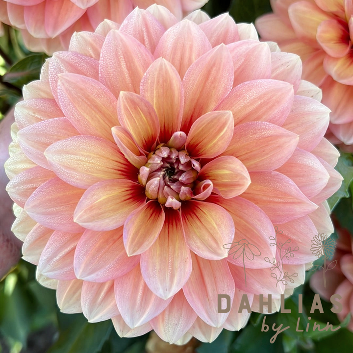 Dahlia Nicholas Utgår!