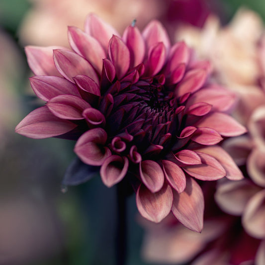 Dahlia Night Silence