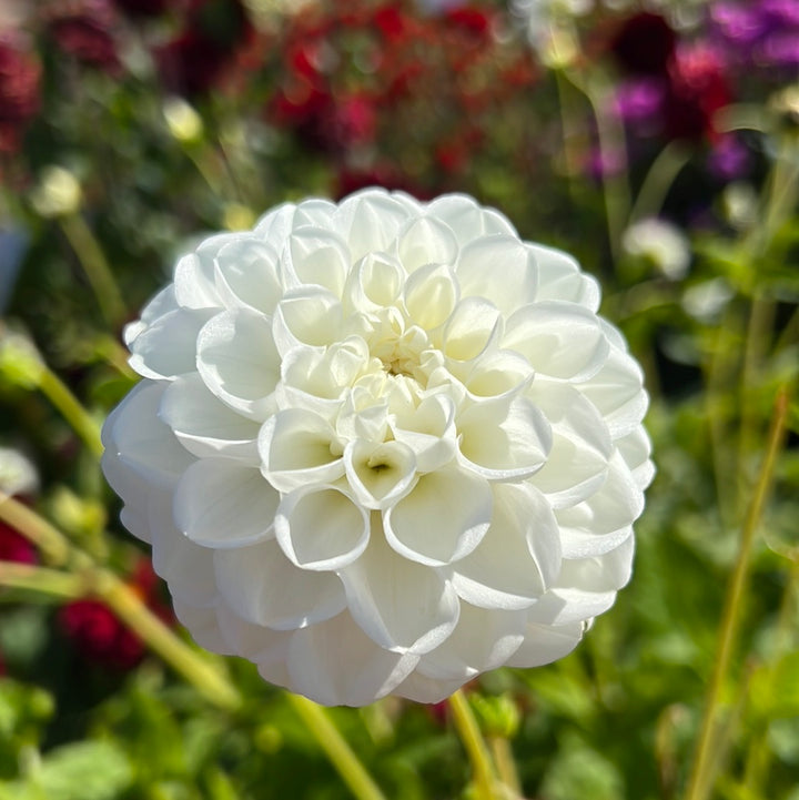 Dahlia Orsett Beauty