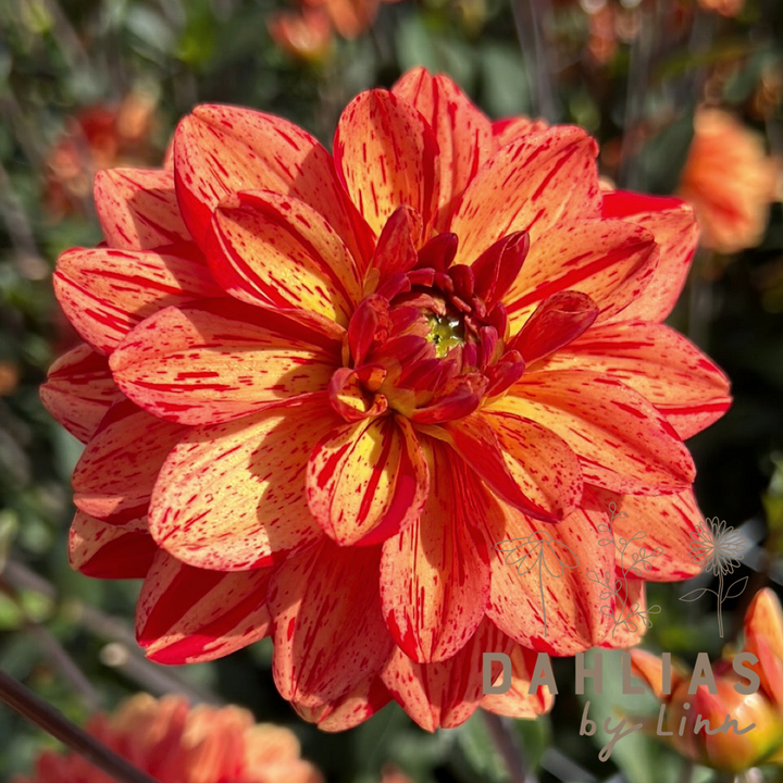 Dahlia Pasolini