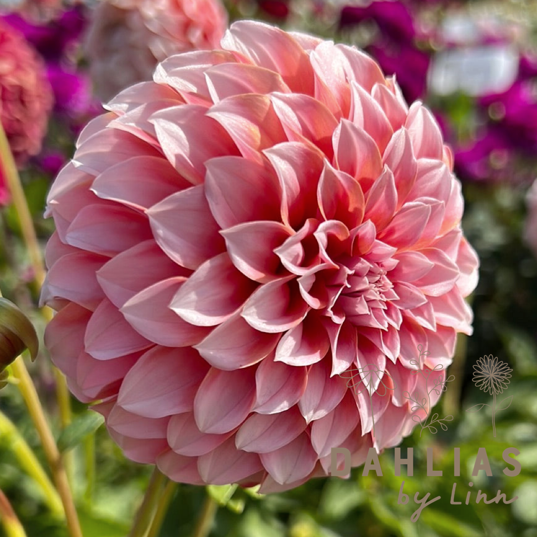 Dahlia Peaches