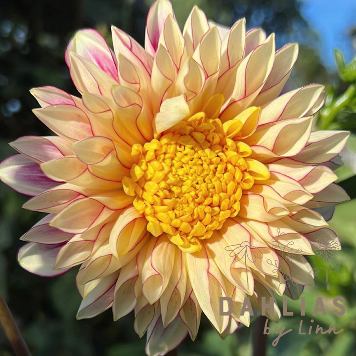 Dahlia Polka