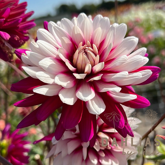 Dahlia Rebecca's World