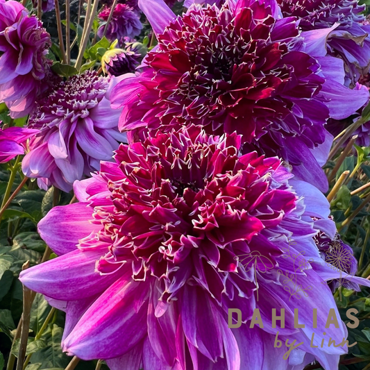 Dahlia Richard's Fortune