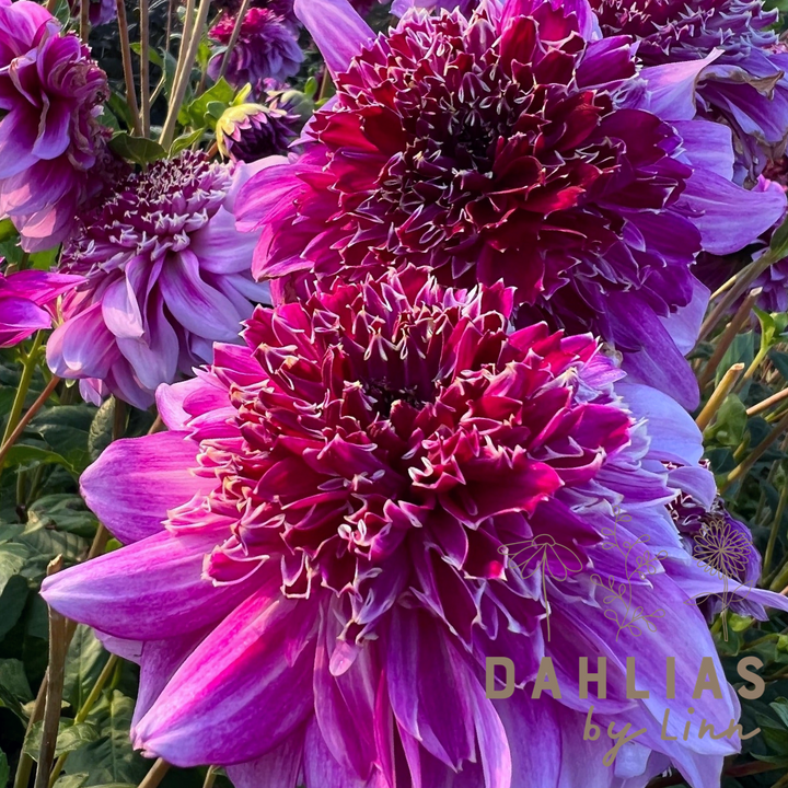 Dahlia Richard&