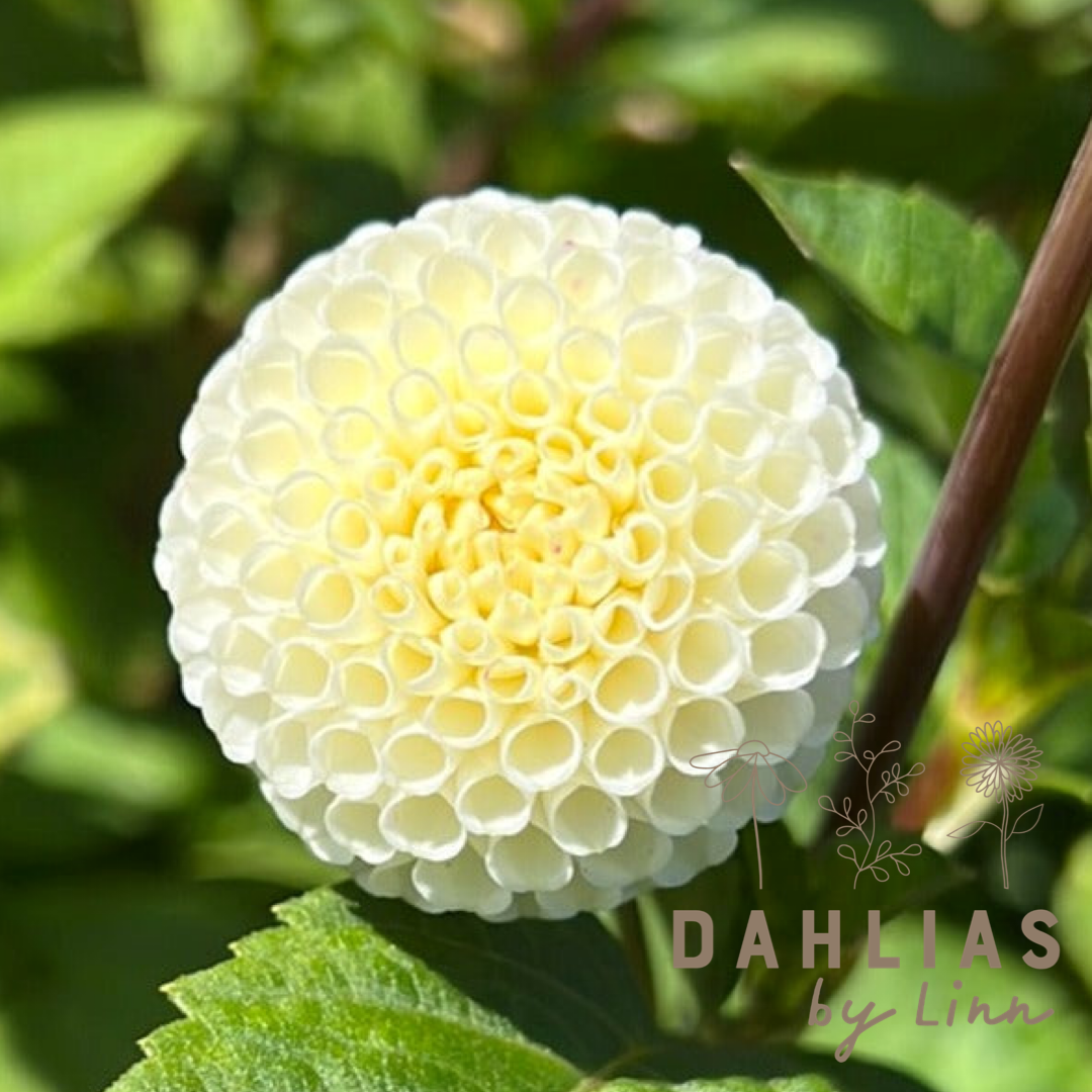 Dahlia Small World