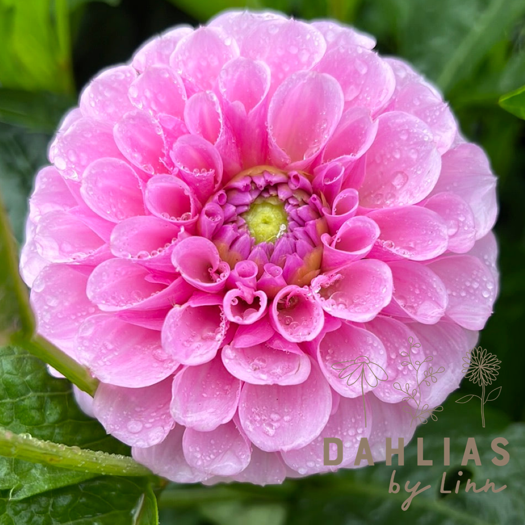 Dahlia Stolze von Berlin