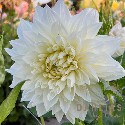 Dahlia White Alva